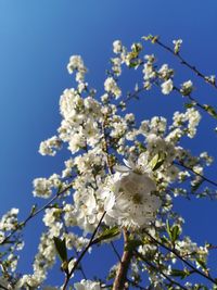 Low angle view of cherry blossoms against sky