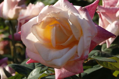 Close-up of flower