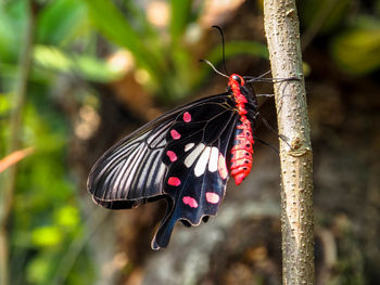 Butterfly on flower