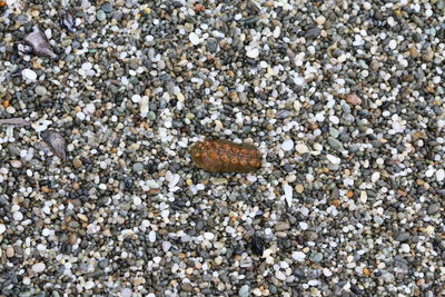 Close-up of insect