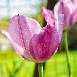 Close-up of pink flower blooming outdoors