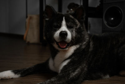 Close-up portrait of a dog resting on hardwood floor