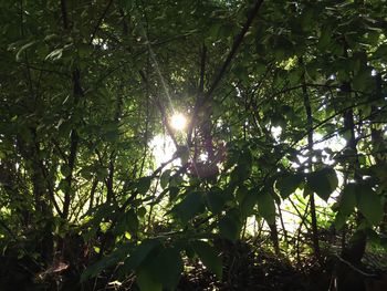 Sun shining through trees