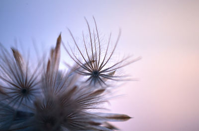 Close-up of dandelion against white background