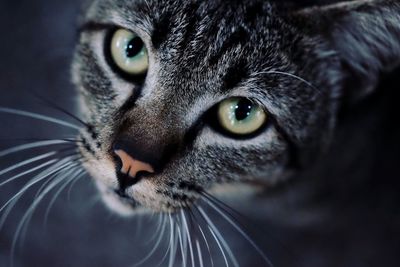 Close-up portrait of a cat