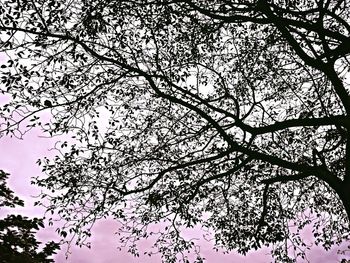 Low angle view of trees against sky