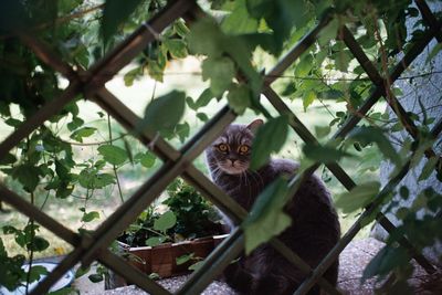 Portrait of a cat on branch