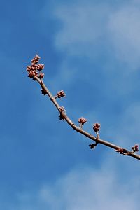 Low angle view of flowering plant against blue sky