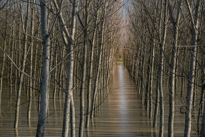 Panoramic shot of bare trees in forest