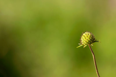 Close-up of dandelion on plant
