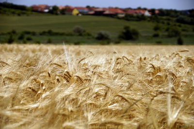 Scenic view of field