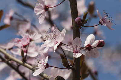 Close-up of cherry blossoms in spring