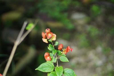 Close-up of red flowering plant