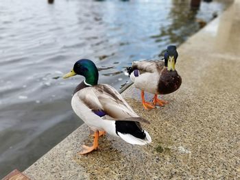 Mallard ducks swimming on lake