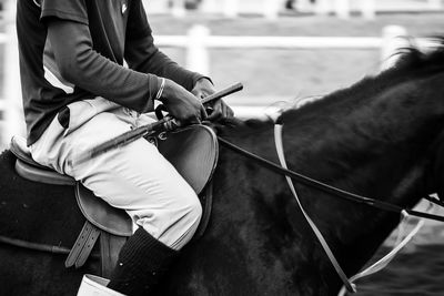 Horse in paddock