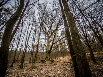 Bare trees in forest