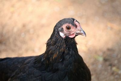 Close-up of chicken