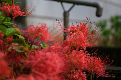 Close-up of red flowering plant