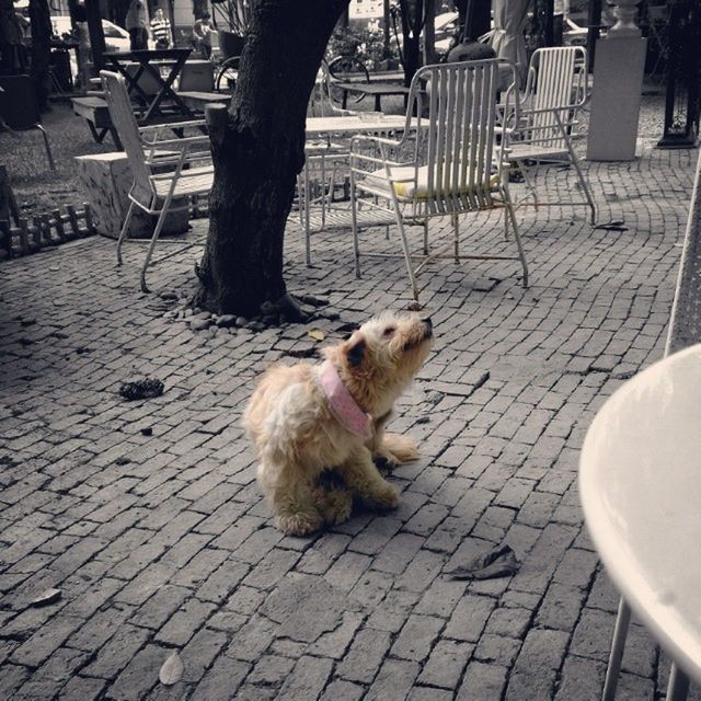 animal themes, domestic animals, mammal, one animal, pets, cobblestone, paving stone, street, relaxation, dog, sidewalk, bird, incidental people, footpath, high angle view, tiled floor, pavement, outdoors, sitting, sunlight