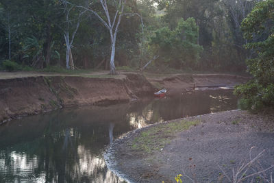 Scenic view of waterfall in forest