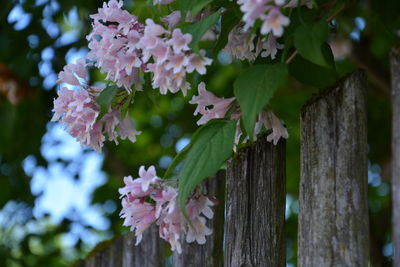 Close-up of pink flowering plant