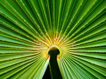 Low angle view of green leaf