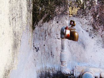 Close-up of a horse on wall