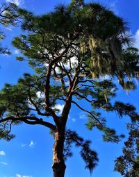 Low angle view of trees against blue sky