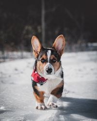 Portrait of dog in snow