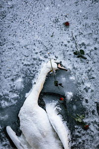 High angle view of dead fish in snow