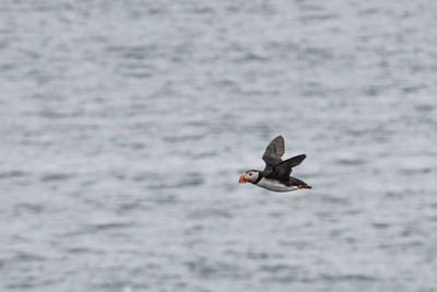 Wild puffins on iceland in summer