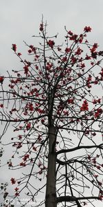 Low angle view of flower tree against sky