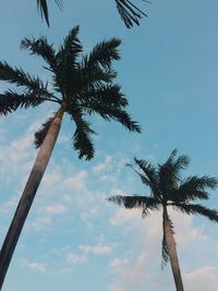 Low angle view of coconut palm tree against sky