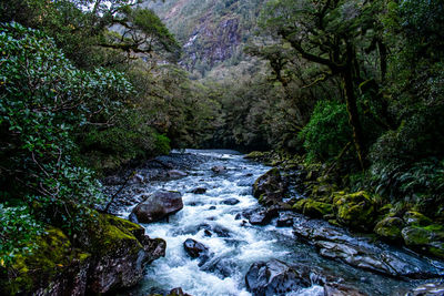 Stream flowing through rocks in forest