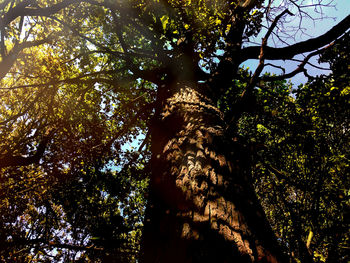 Low angle view of trees in forest