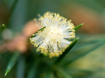 Close-up of dandelion