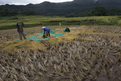 Man working in agricultural field