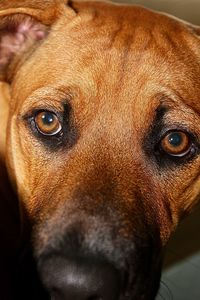 Close-up portrait of dog