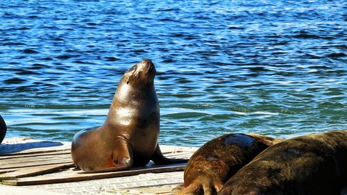 Close-up of sea lion on shore