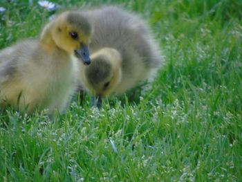 Close-up of young bird on field