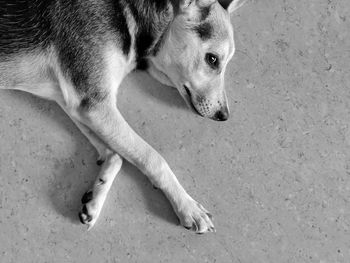 High angle view of dog looking away on street