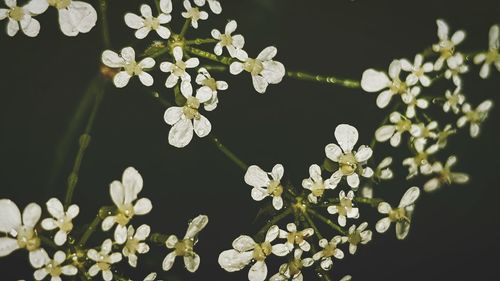 Close-up of white flowering plant