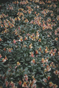 High angle view of flowering plants on field