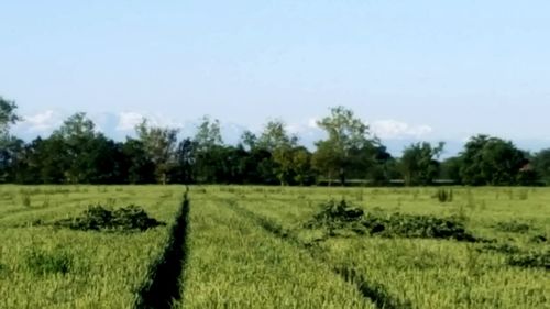 Scenic view of agricultural field against sky