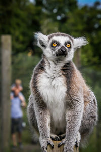 Close-up of monkey looking away