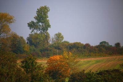 Trees growing on grassy field against clear sky