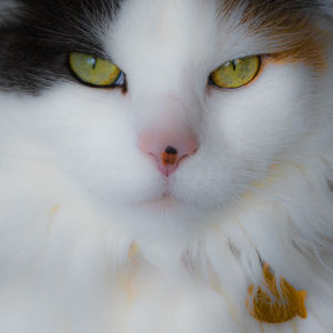 Close-up portrait of cat