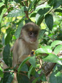 Portrait of monkey sitting on tree