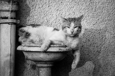 Portrait of cat sitting in bird bath against textured wall