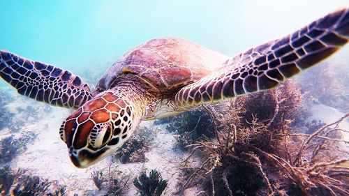 Close-up of jellyfish swimming in sea